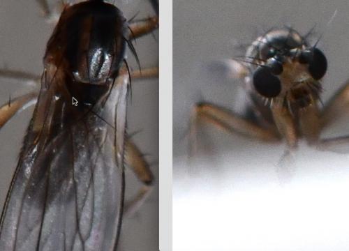 Lonchoptera sp.